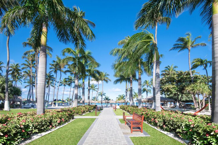 The courtyard path with benches surrounded by palm trees